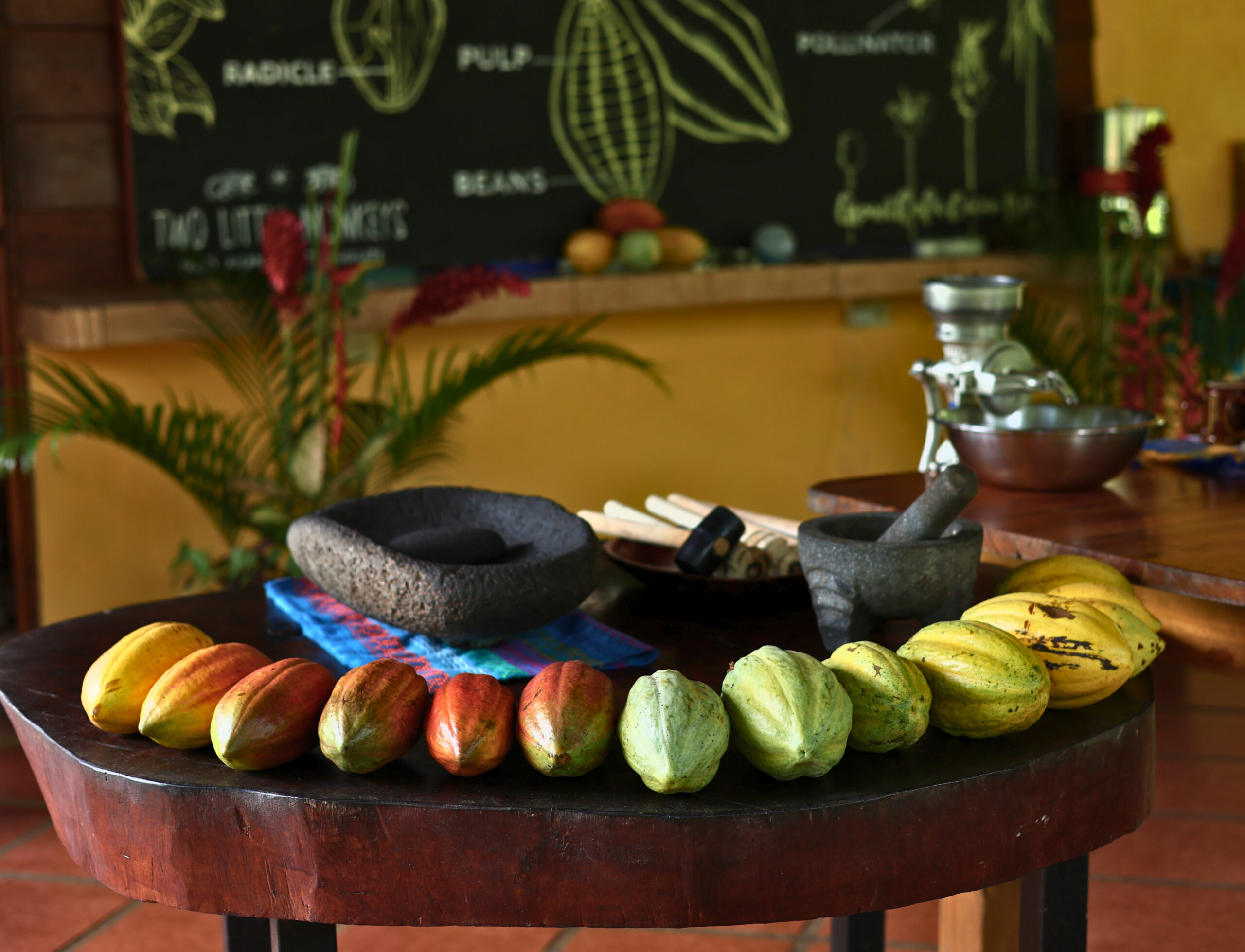 Colorful rainbow of fresh cacao pods displayed in front of stone metates