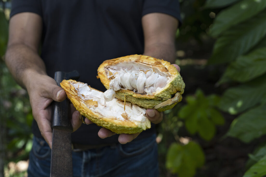 Fresh cacao pod opened to reveal the beans and sweet white pulp