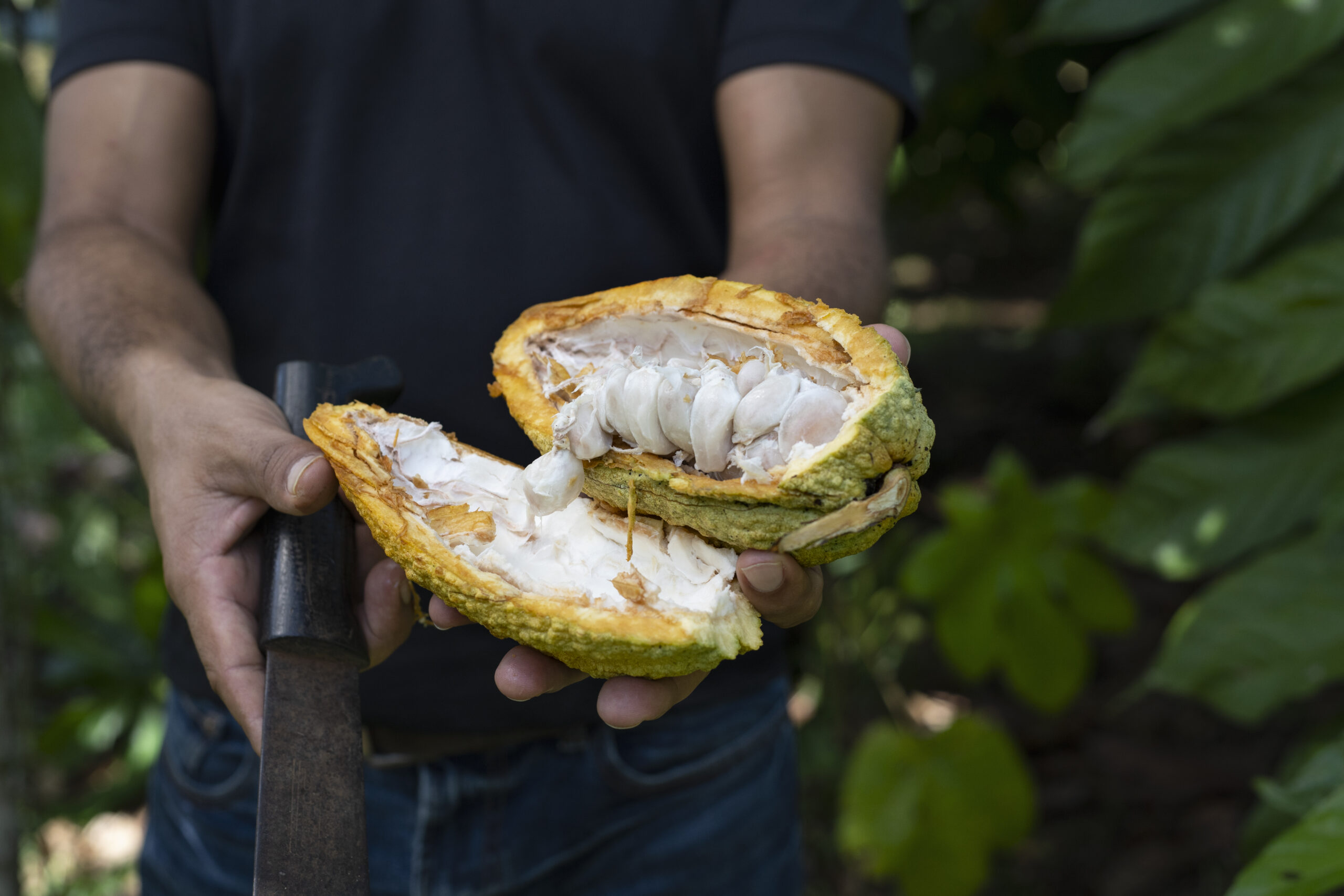 Farmer holding open fresh ripe cacao pod with machete in the orchard