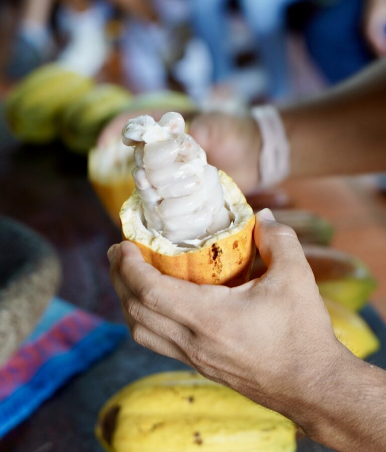 Fresh sweet cacao pulp opened directly from the pod