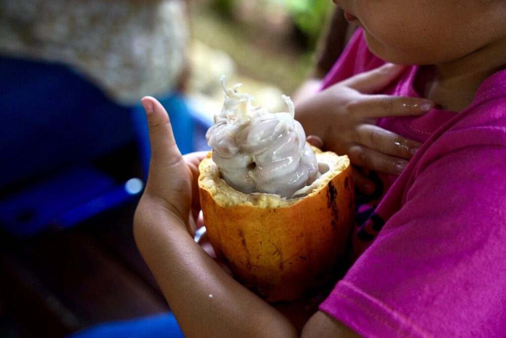 A young guest reaching for a freshly opened cacao pod
