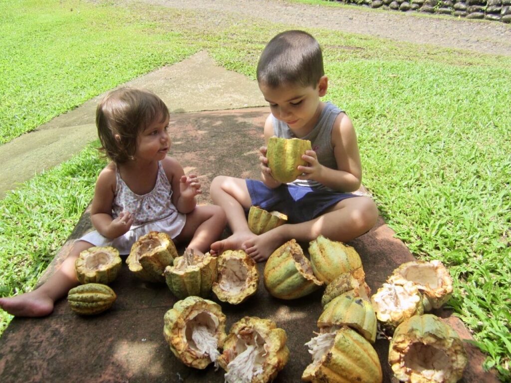 Two small children sitting on the grass tasting fresh cacao pods